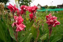 สวนน่ารักใหญ่ Large Crimson Beauty 12.jpeg