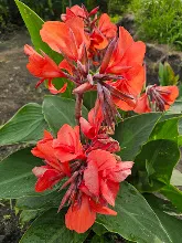 แดงสดใส Red scarlet 6.jpg