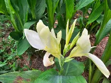 ขาวธรรมดา Tropical white 18.jpg