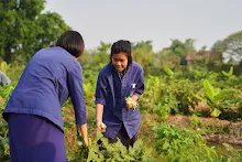 680303 วันบวร เก็บมะเขือ ที่สวนลานกราบ นร.ม.3 ม.ปลาย ชาวชุมชน 24.jpg
