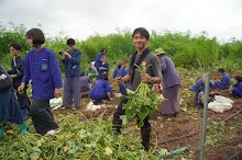 680623  เด็กสมุนพระรามร่วมทำงานขุดมันเทศ ในวันนบวร 86.jpeg