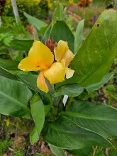 เหลืองอุบล Ubon Yellow 8.jpg