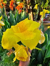 เหลืองราชันย์ Yellow King Humbert 12.jpg