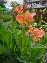 ส้มแสงสว่าง Orange Light 9.jpg