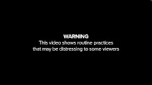 การฆ่าลูกไก่ในการเลี้ยงไก่ไข่ Why the egg industry shreds newborn baby chicks มีซับ.mp4