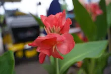 680424 ดอกพุทธรักษาในสวนครอบครัวน่ารัก 322.JPG