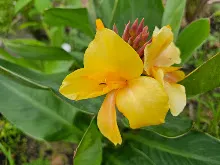 เหลืองอุบล Ubon Yellow 9.jpg