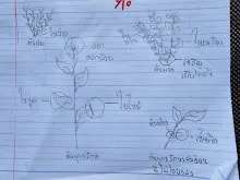 680221 สมุนพระรามหัดสังเกต 9 อาการผิดปกติของพืช 38.jpg