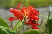 คลีโอพัตรา แดงชมพู Cleopatra red pink 11.JPG