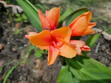 ส้มอุบล Ubon Orange 5.jpg