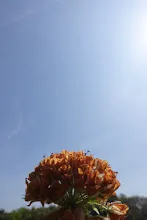 680202 สสธ.ม.3 ฝึกหัดเพาะชำต้นไม้แบบควบแน่น ไปสวนไวพลัง 345.JPG