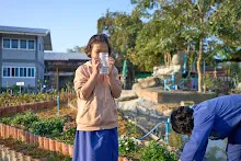 680608 สมุนพระรามเก็บเมล็ดพันธุ์ดอกไม้กินได้ที่สวน ไปขนดินปลูก 79.jpg