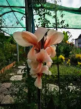 เมลินดา Melinda 9.jpg