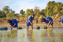 680111 กิจกรรมดำนาวันเด็กแห่งชาติ ของนร.สสธ.และสมุนพระราม 55.jpg