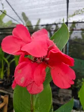 สวนน่ารักใหญ่ Large Crimson Beauty 1.jpg