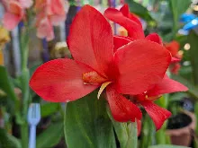 แดงประการัง Coral Red 7.jpg