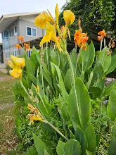 680424 ดอกพุทธรักษาในสวนครอบครัวน่ารัก 528.jpg