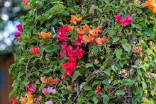 DSC04411.jpg