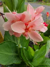 ชมพูพาลี 2.jpg