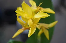 เหลืองธรรมดา Tropical yellow 16.JPG