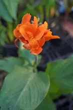 สีอำไพ Seeumpai 5.JPG