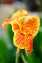 680424 ดอกพุทธรักษาในสวนครอบครัวน่ารัก 29.jpg