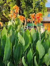 ส้มราชันย์ Orange King Humbert 10.jpg