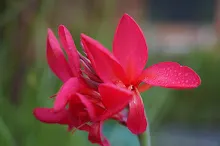 แดงดั้งเดิม Tropical red 1.JPG