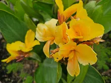 เหลืองอุบล Ubon Yellow 11.jpg