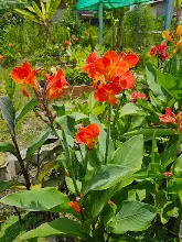 ส้มพันช์ Orange punch 18.jpg