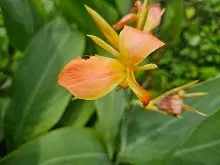 ส้มแสงสว่าง Orange Light 4.jpg