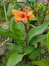 ส้มอุบล Ubon Orange 11.jpg