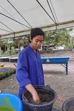 671213 ภาพ การเลี้ยงผำในอ่างพลาสติก ปสช.บิวตี้ บอส 14.jpg