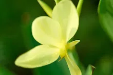 เหลืองธรรมดา Tropical yellow 3.jpg