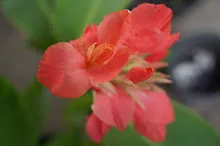 680424 ดอกพุทธรักษาในสวนครอบครัวน่ารัก 391.JPG