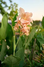 ไม่ท้อ Peach pastel 1.jpg