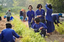 680303 วันบวร เก็บมะเขือ ที่สวนลานกราบ นร.ม.3 ม.ปลาย ชาวชุมชน 35.jpg