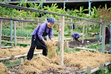 680224 วันบวร ชาวชุมชนสีแดง และ นร.ม.1 ปลูกหัวไชเท้า 53.jpg