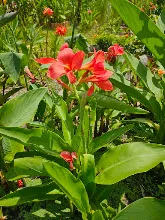 คลีโอพัตรา แดงชมพู Cleopatra red pink 19.jpg