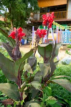 680424 ดอกพุทธรักษาในสวนครอบครัวน่ารัก 112.jpg