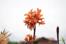 นางฟ้าสีส้ม Orange angle 16.JPG