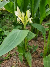 ขาวธรรมดา Tropical white 17.jpg