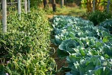 680120 สสธ.ม.4 ชาวชุมชน ถางหญ้า ทำแปลงสวนทำกิน 46.jpg