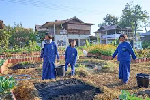 680608 สมุนพระรามเก็บเมล็ดพันธุ์ดอกไม้กินได้ที่สวน ไปขนดินปลูก 99.jpg