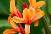 นางฟ้าสีส้ม Orange angle 5.jpg