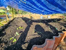 671130 เช้าปลูกต้นบล็อคเคอลี่ สวนครอบครัวน่ารัก 17.jpg