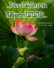 เบิกบานสู้ดอกไม้.jpeg