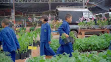 680410 สมุนพระรามนำต้นกล้าดอกไม้ที่เพาะไว้ออกขายเป็นครั้งแรกในตลาดอาริยะ 23.jpg