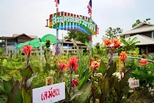 ดอกพุทธรักษาในสวนครอบครัวน่ารัก.jpg