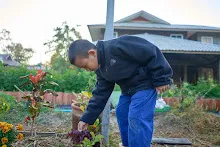 680608 สมุนพระรามเก็บเมล็ดพันธุ์ดอกไม้กินได้ที่สวน ไปขนดินปลูก 30.jpg